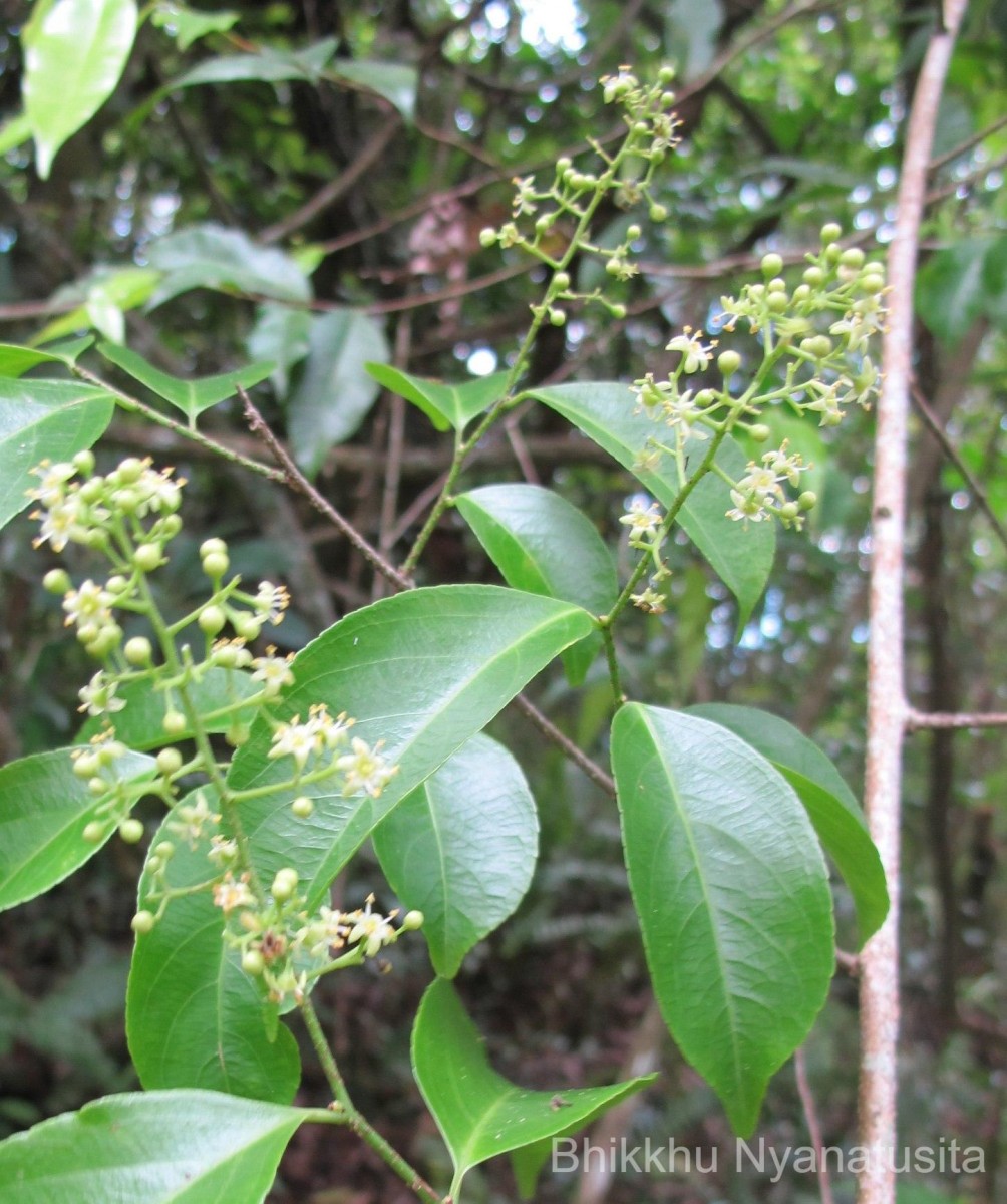 Celastrus paniculatus Willd.